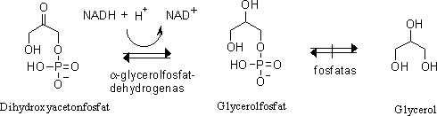 Glycerol ur dihydroxiacetonfosfat.