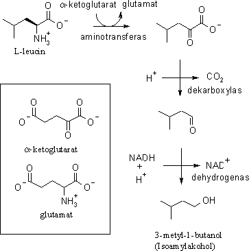 Bildande av 3-metyl-1-butanol ur leucin.